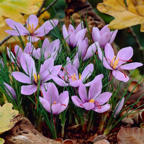 Saffron Crocus Crocus Sativus Saffron Flower Saffron Crocus Crocus