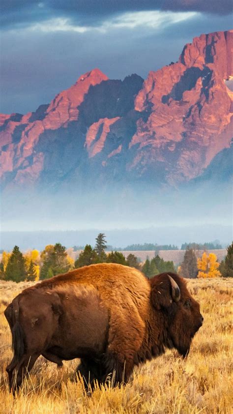 Обои Бизон Bison Grand Teton National Park Wyoming Usa Bing