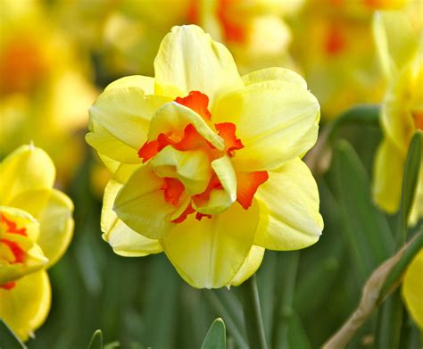 Our Top 10 Daffodils And Why We Love Them Longfield Gardens