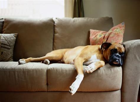 Your Dog Suddenly Seems Tired Heres 10 Causes Animal Lova