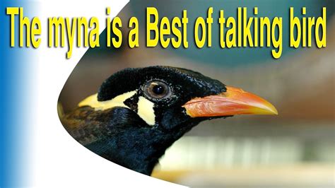 The Myna Is A Best Of Talking Bird Youtube