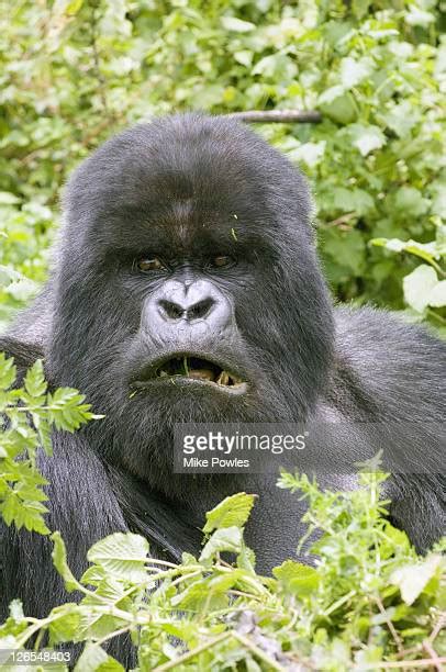 Angry Silverback Gorilla Fighting