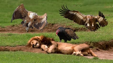 Vultures Hunting Lion Vultures Who Specializes In Clearing Animal