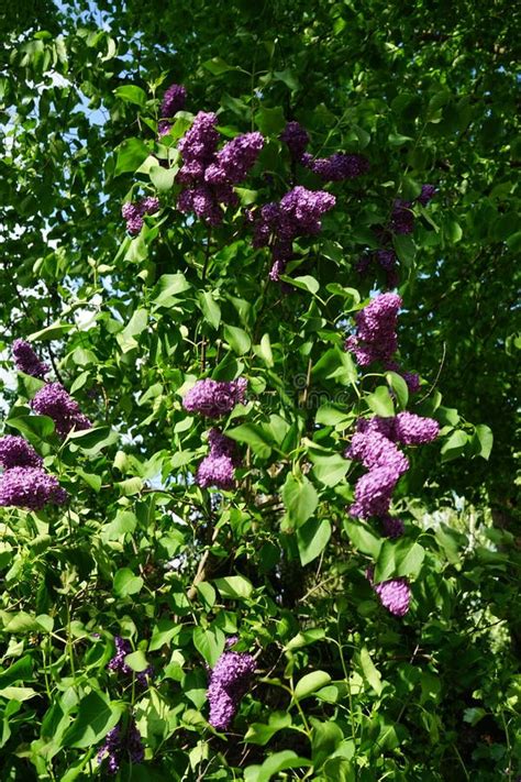 Bush Of Dark Purple Lilac Blooms In May Berlin Germany Stock Image