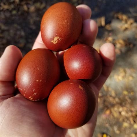 French Black Copper Marans – The Pasture Farms