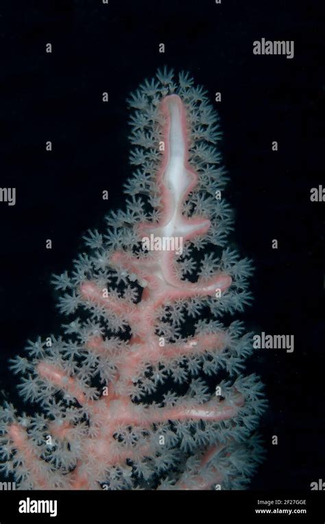 Polyps On Sea Fan Alcyonacea Order Bird Wall Dive Site Waigeo Island