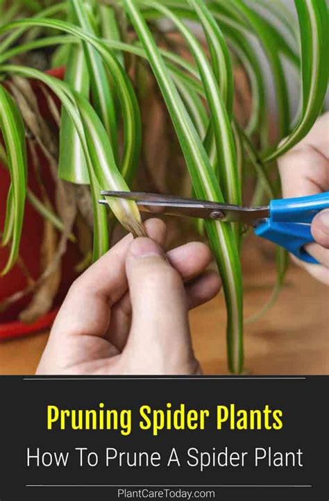 Spider Plant Pruning How To Prune Chlorophytum Plants Best Indoor