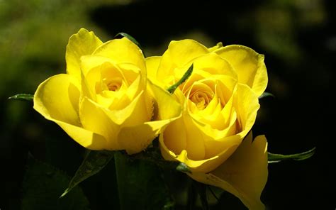 Yellow Roses Couple Download Contentyellow Roses