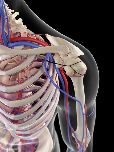 Thoracic Outlet Syndrome As Related To Heart And Circulation Pictures
