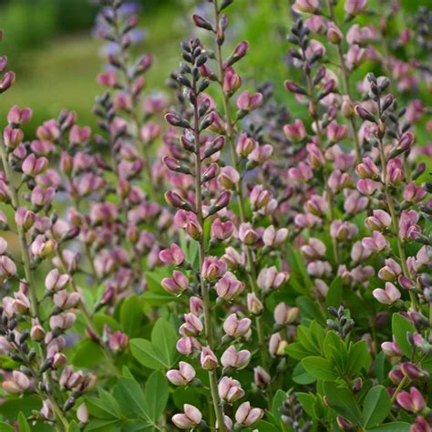 Decadence Deluxe Pink Truffles False Indigo Sooner Plant Farm