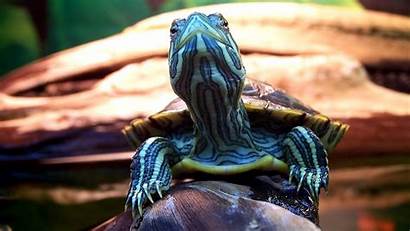 Schildpadden Vieren Internationale Dat Het Bron