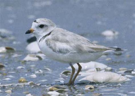 Piping Plovers Set A Record For Chicks In Maine