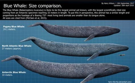 Largest Sea Animals In The World