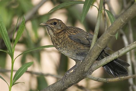 Guida fotografica degli uccelli presenti in italia ed europa piccolo merlo