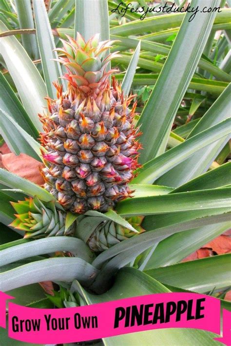 Did You Know You Could Grow Your Own Pineapple From The Top You Cut Off