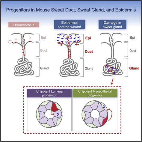 Identification Of Stem Cell Populations In Sweat Glands And Ducts