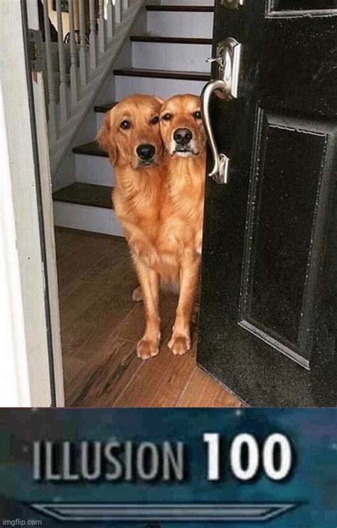 Illusion 100 The Two Headed Dog Imgflip