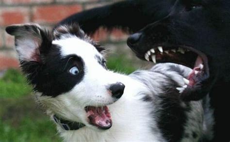 Shocked Puppy Such Huge Teeth