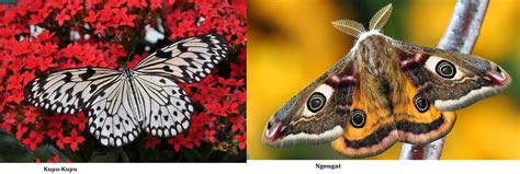 «kupu kupu rama rama, yang sedang tengok siapa nama?». Klasifikasi dan Morfologi Kupu-Kupu/Ngengat - Kumpulan ...