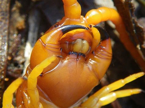 Giant Centipede Weird Insects Centipede Arthropods