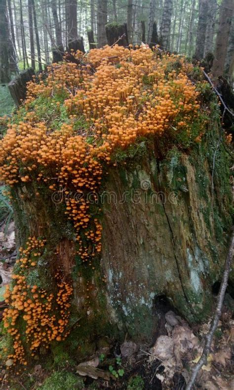 Orange Mushrooms In North Georgia Mountain Forest Stock Image Image