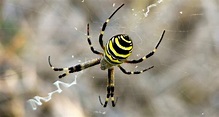 10 specie di ragni davvero irresistibili - Focus.it