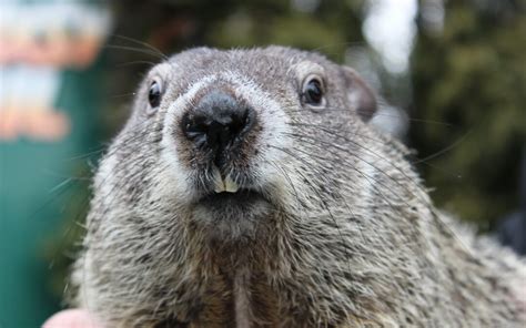 Groundhog Day A Virtual Holiday Punxsutawney Weather Discovery