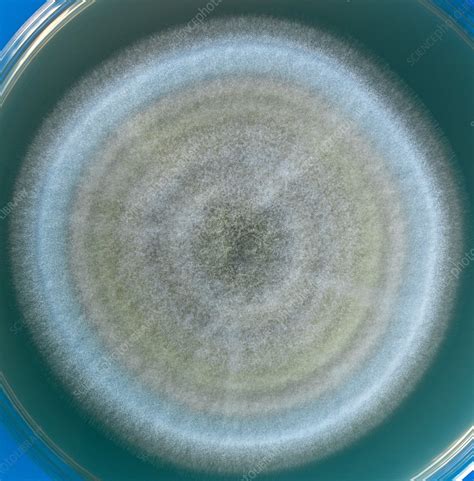 Penicillium Fungus Growing On Agar Stock Image C0095244 Science