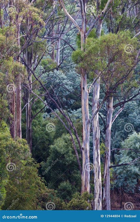 Tasmanian Forest Trees Stock Photo Image Of Floral Forest 12944804