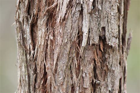 Brisbane Backyard Naturalist Want To Know Gum Trees Part 2