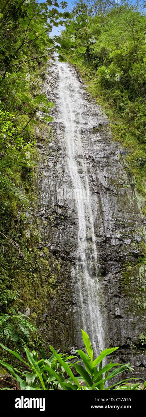 Panorama Of Manoa Falls On Oahu Hawaii Stock Photo Alamy