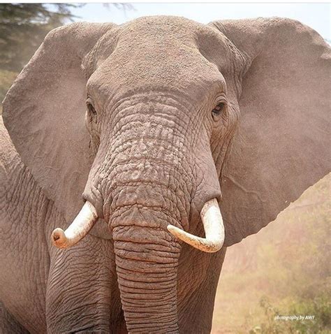 Pin By Cheryl Hudson On Fantastic Beasts Elephant Fantastic Beasts