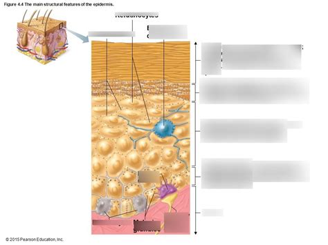Chapter 4 Skin And Body Membranes The Main Structural Features Of The
