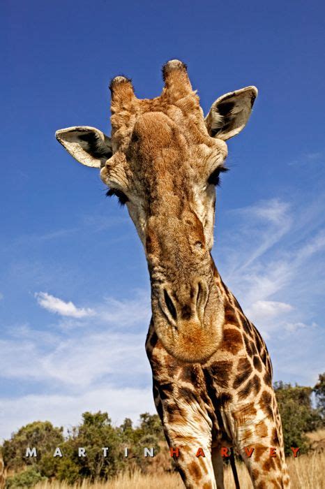 Africa Eye To Eye With A Giraffe South Africa ©martin Harvey