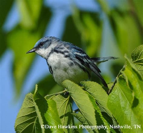 Cerulean Warbler State Of Tennessee Wildlife Resources Agency
