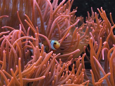 Sea Anemones And Corals Lack