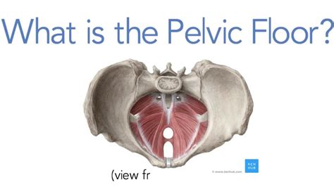 What Is The Pelvic Floor YouTube