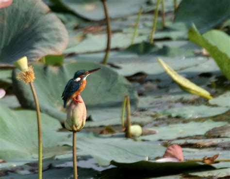 Filecommon Kingfisher Alcedo Atthis Benghalensis Race