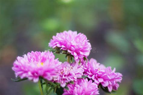 Purple Flower With Beautiful Stock Photo Image Of Gardening Flowers