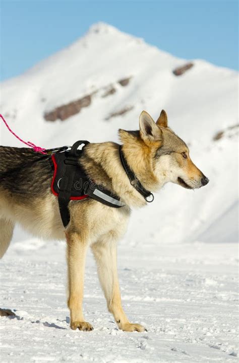 Rescue Dog On Snow Stock Photo Image Of Animal Nature 36409330