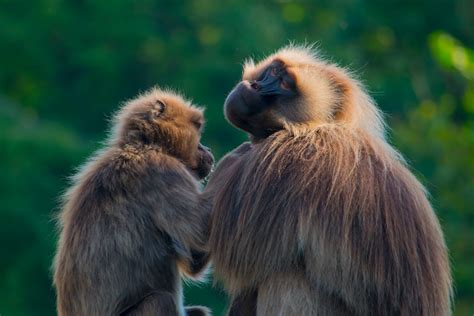 Two Brown Monkeys Photo Free Monkey Image On Unsplash