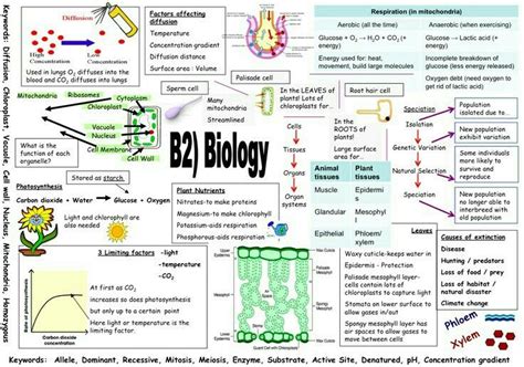 B Biology Mind Map Biology Revision Gcse Biology Revision Gcse