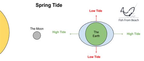 What Is The Best Tide For Surf Fishing Fish From Beach