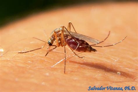 Diptera Culicidae Mosquitoes Female D Urban Programs El Paso County