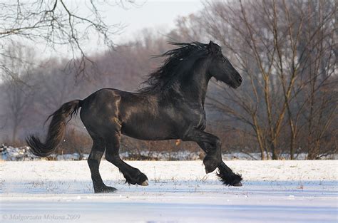 Het Friese Paard Foto And Bild Tiere Haustiere Pferde Esel
