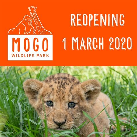 Mogo Zoo Reopens