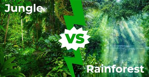 Jungle Vs Rainforest 6 Key Differences A Z Animals