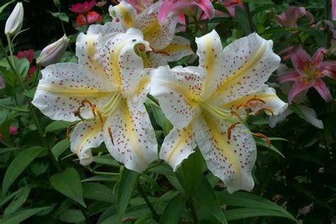 Photo Of The Bloom Of Lily Lilium Garden Party Posted By