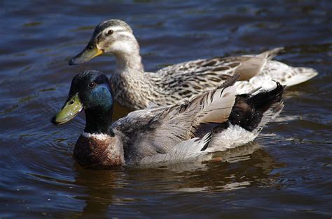 Mallard Pair Photograph By Michael Vickers Fine Art America