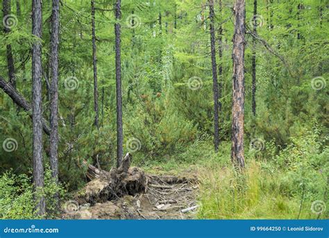 Siberian Taiga Stock Photo Image Of Nature Severe Siberia 99664250